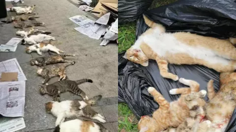 上海律师虐杀4000只猫