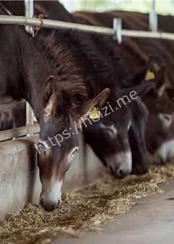 驴肉价格上涨原因