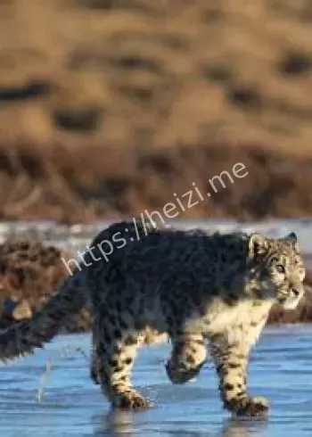青海湖三只雪豹同框